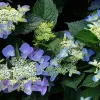Hydrangea macrophylla 'Teller - Blauw'
