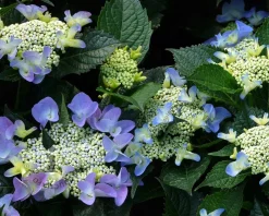 Hydrangea macrophylla 'Teller - Blauw'