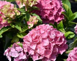 Hydrangea macrophylla 'Tovelit'