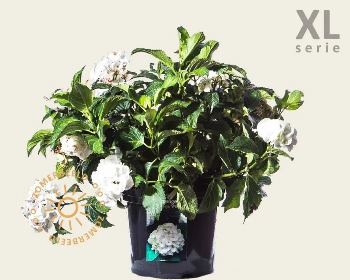 Hydrangea macrophylla 'Wit' - XL