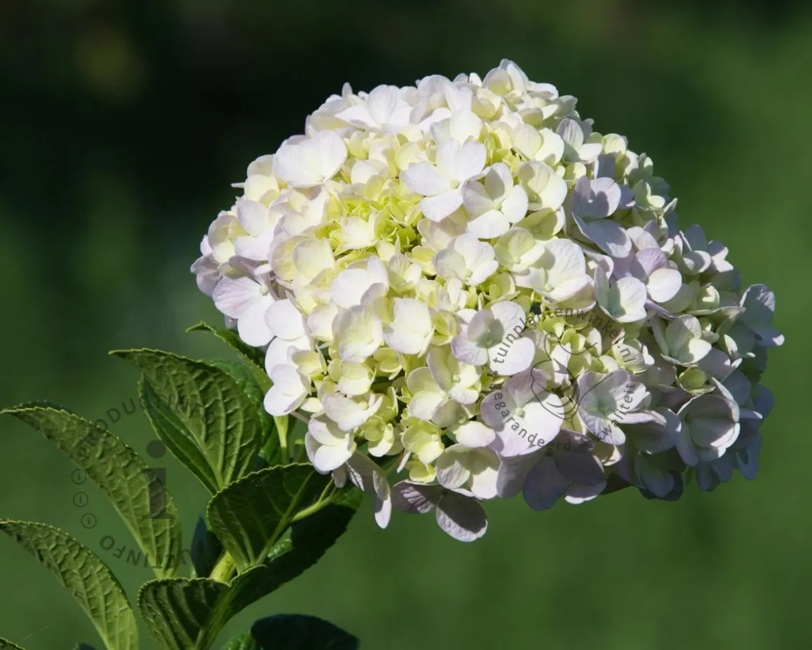 Hydrangea macrophylla 'Wit' - XL