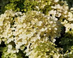 Hydrangea paniculata 'Bobo'