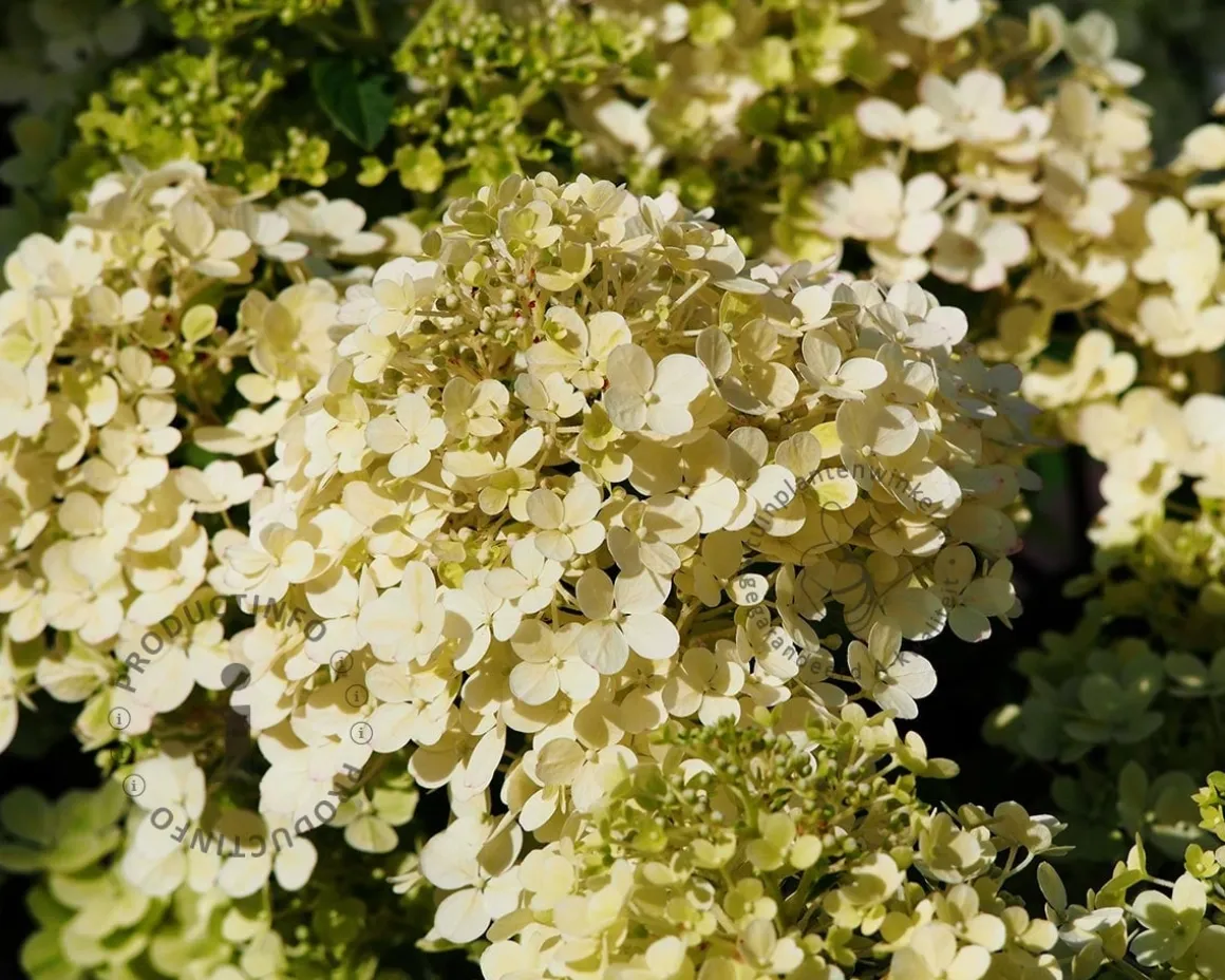 Hydrangea paniculata 'Bobo'