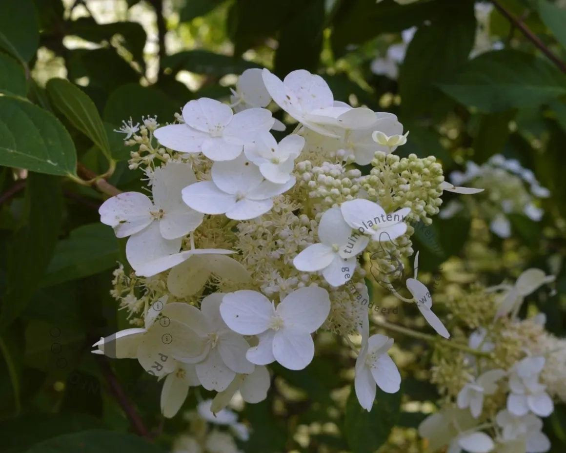 Hydrangea paniculata 'Darts Little Dot'
