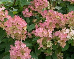 Hydrangea paniculata 'Early Sensation'