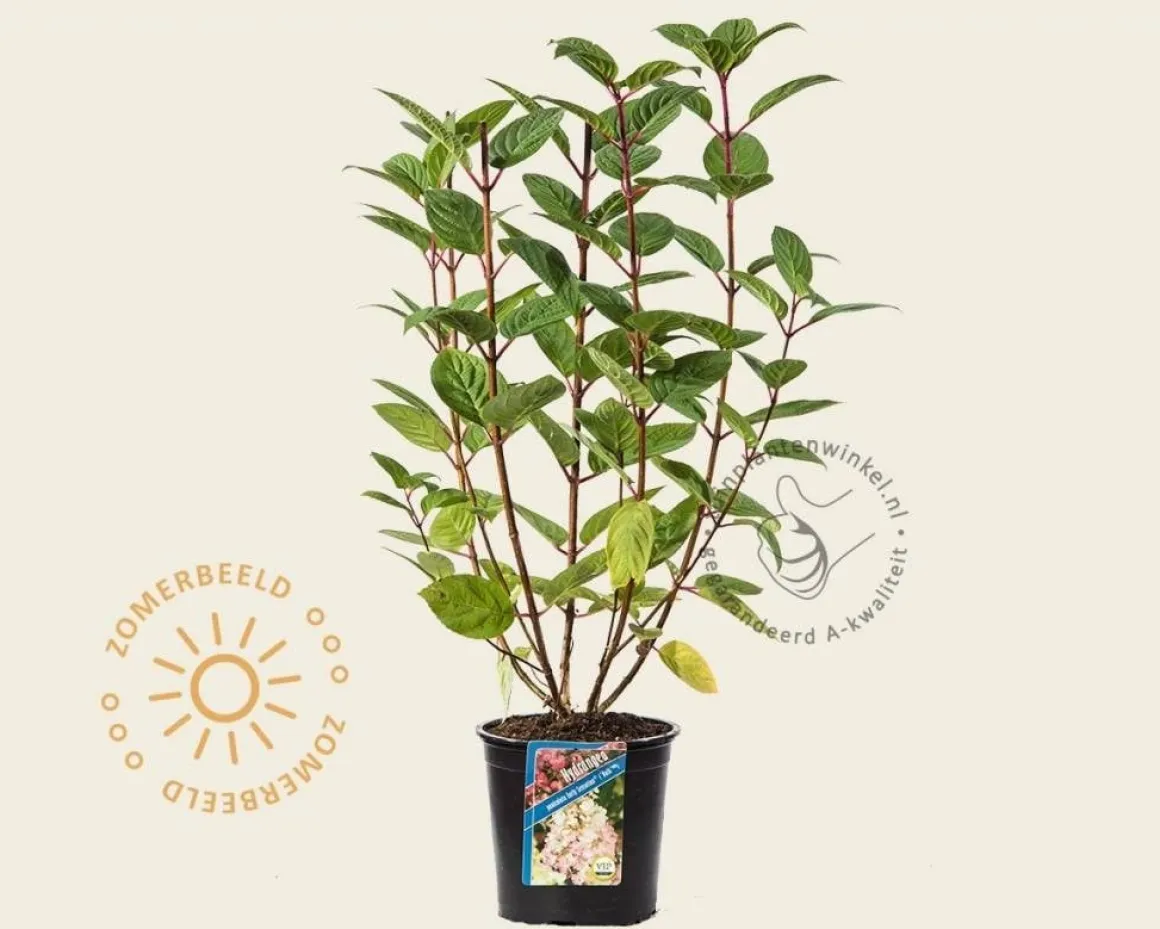 Hydrangea paniculata 'Early Sensation'