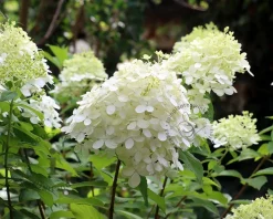 Hydrangea paniculata 'Grandiflora' - op stam