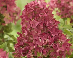 Hydrangea paniculata Groundbreaker® Ruby