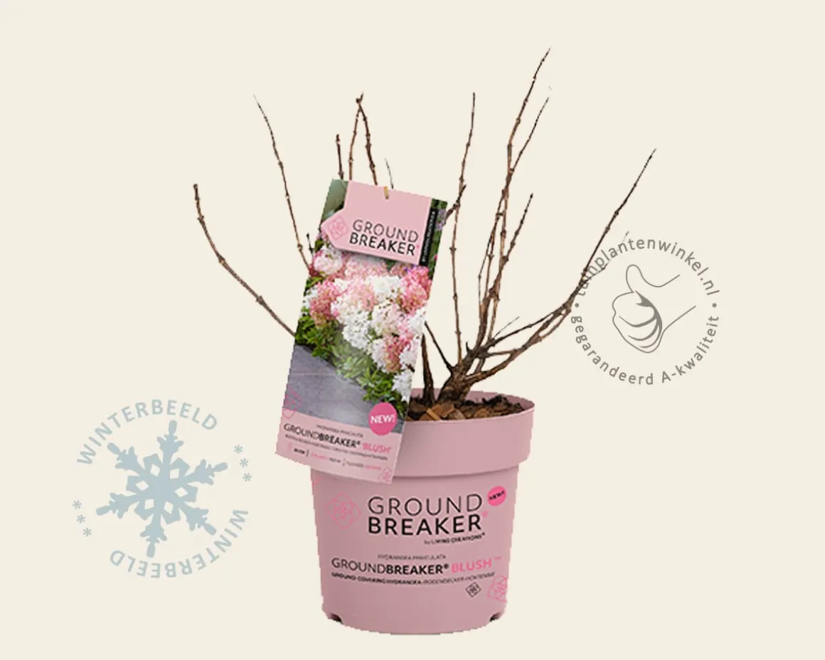 Hydrangea paniculata Groundbreaker® Blush