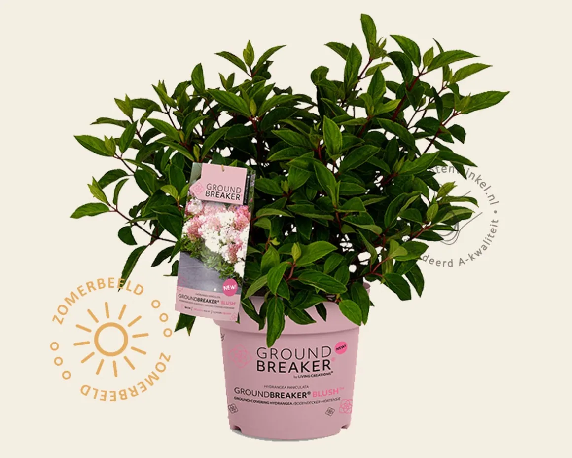 Hydrangea paniculata Groundbreaker® Blush