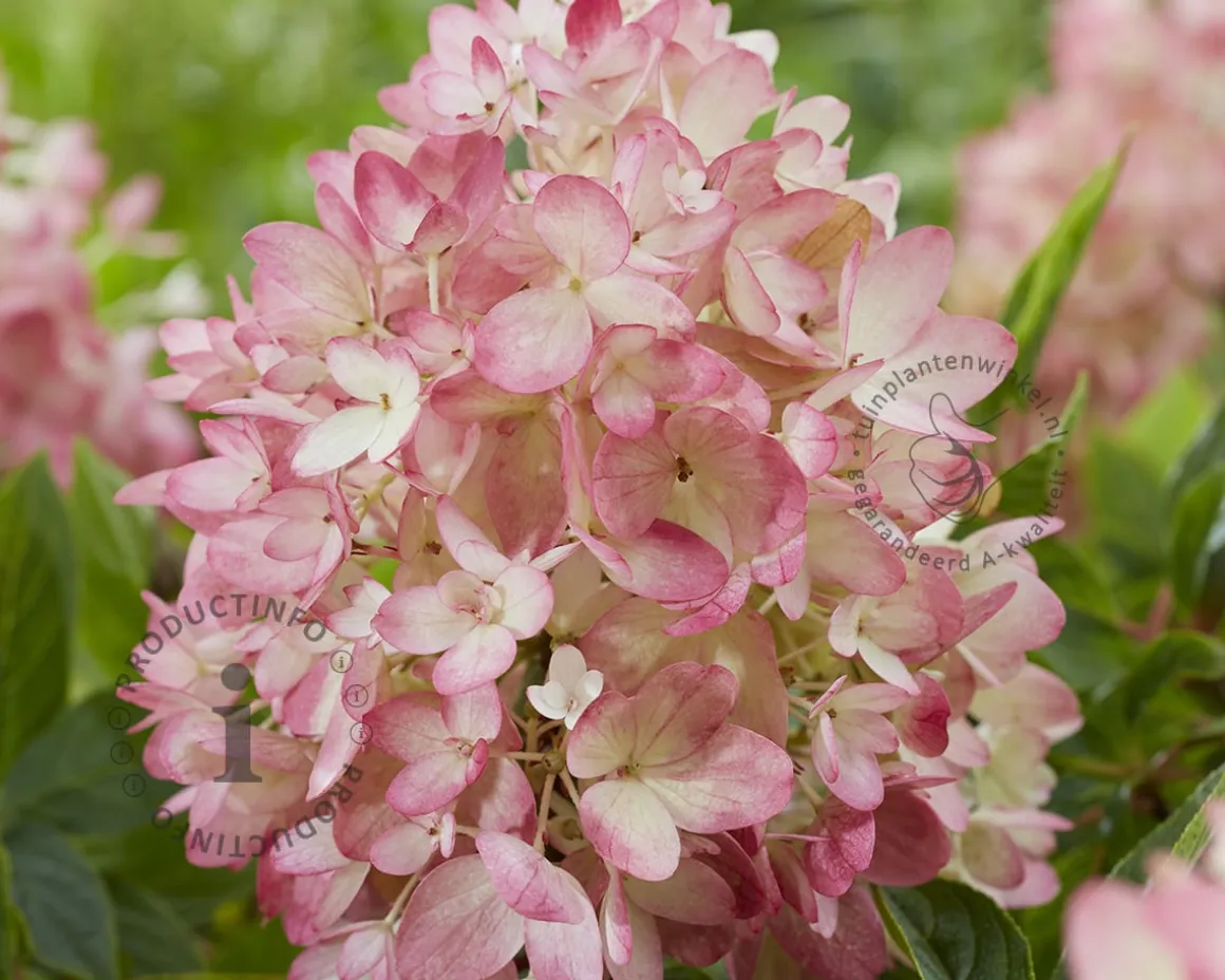 Hydrangea paniculata Groundbreaker® Blush