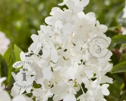 Hydrangea paniculata Groundbreaker® Blush