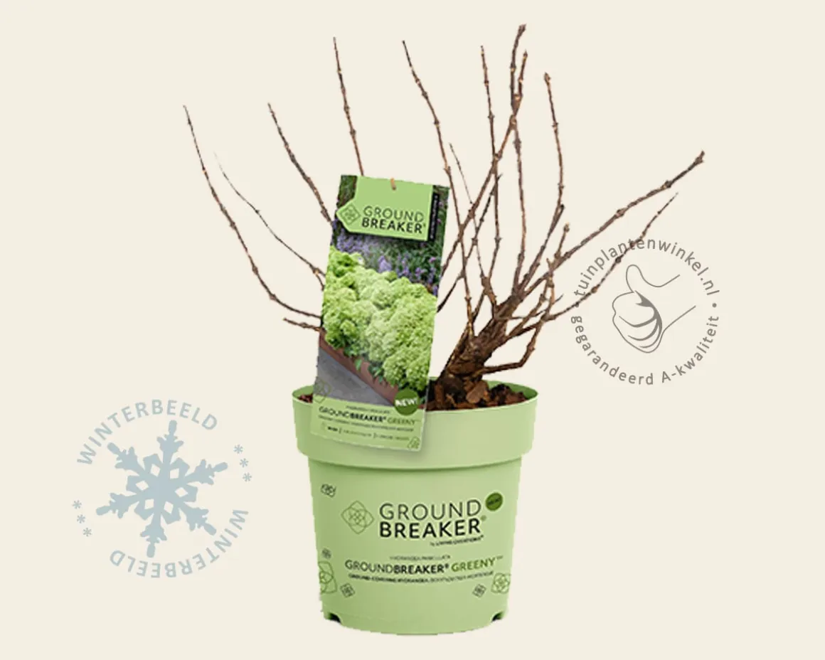Hydrangea paniculata Groundbreaker® Greeny