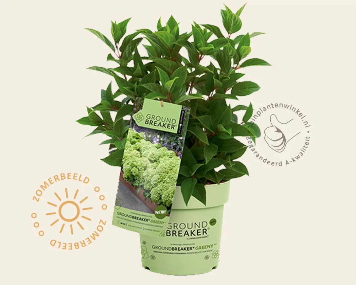 Hydrangea paniculata Groundbreaker® Greeny
