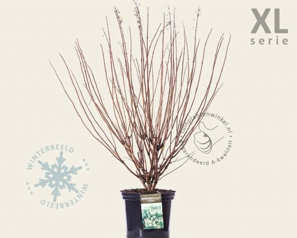 Hydrangea paniculata 'Kyushu' - XL
