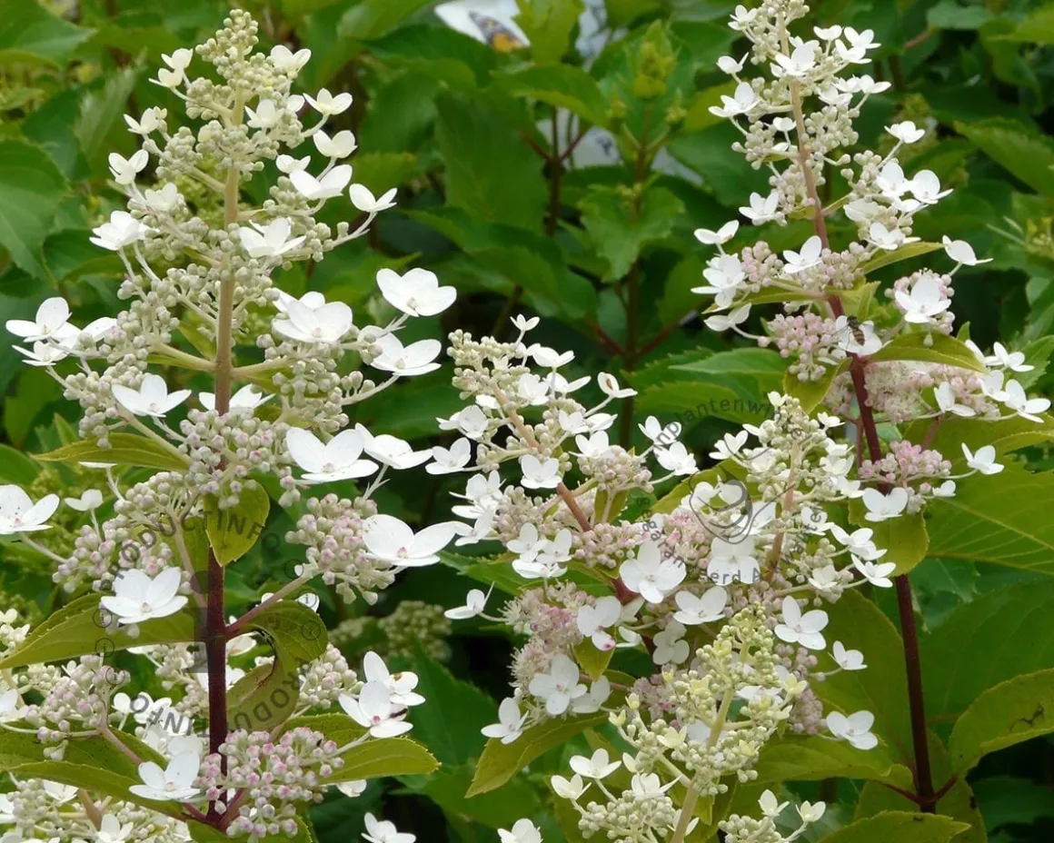 Hydrangea paniculata 'Kyushu' - XL