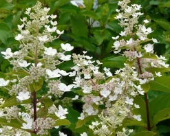 Hydrangea paniculata 'Kyushu' - op stam