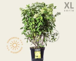 Hydrangea paniculata 'Limelight' - XL