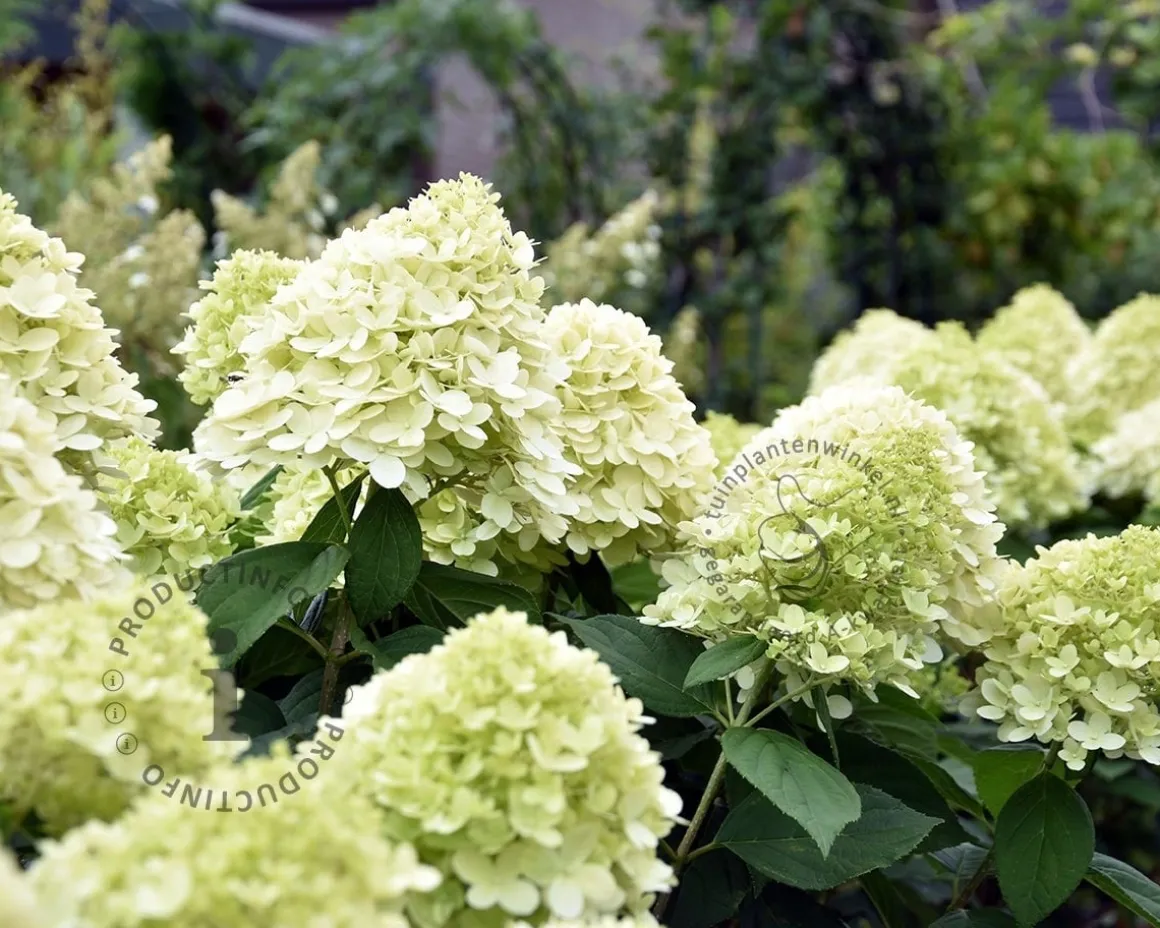 Hydrangea paniculata 'Limelight' - op stam