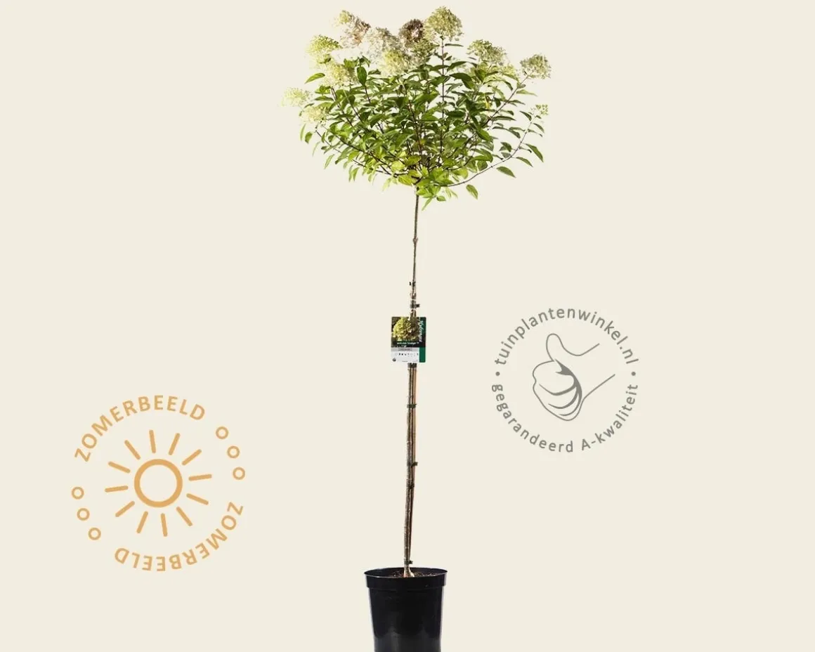 Hydrangea paniculata 'Limelight' - op stam