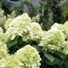 Hydrangea paniculata 'Limelight'