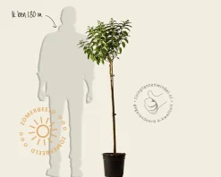 Hydrangea paniculata 'Little Lime' - op stam