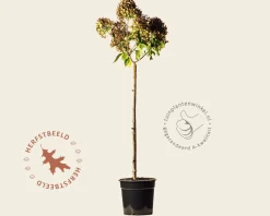 Hydrangea paniculata 'Little Lime' - op stam