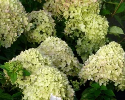 Hydrangea paniculata 'Little Lime'