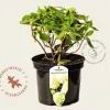 Hydrangea paniculata 'Little Spooky'