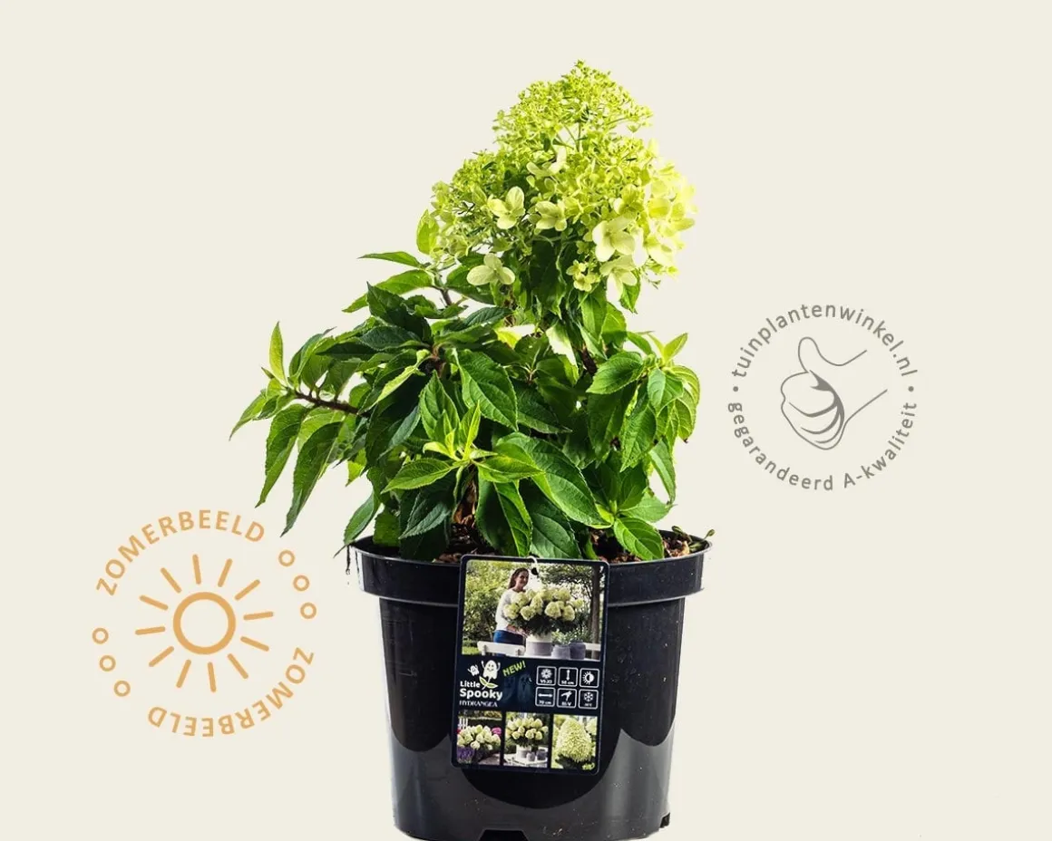 Hydrangea paniculata 'Little Spooky'