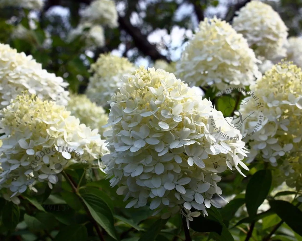 Hydrangea paniculata 'Little Spooky'