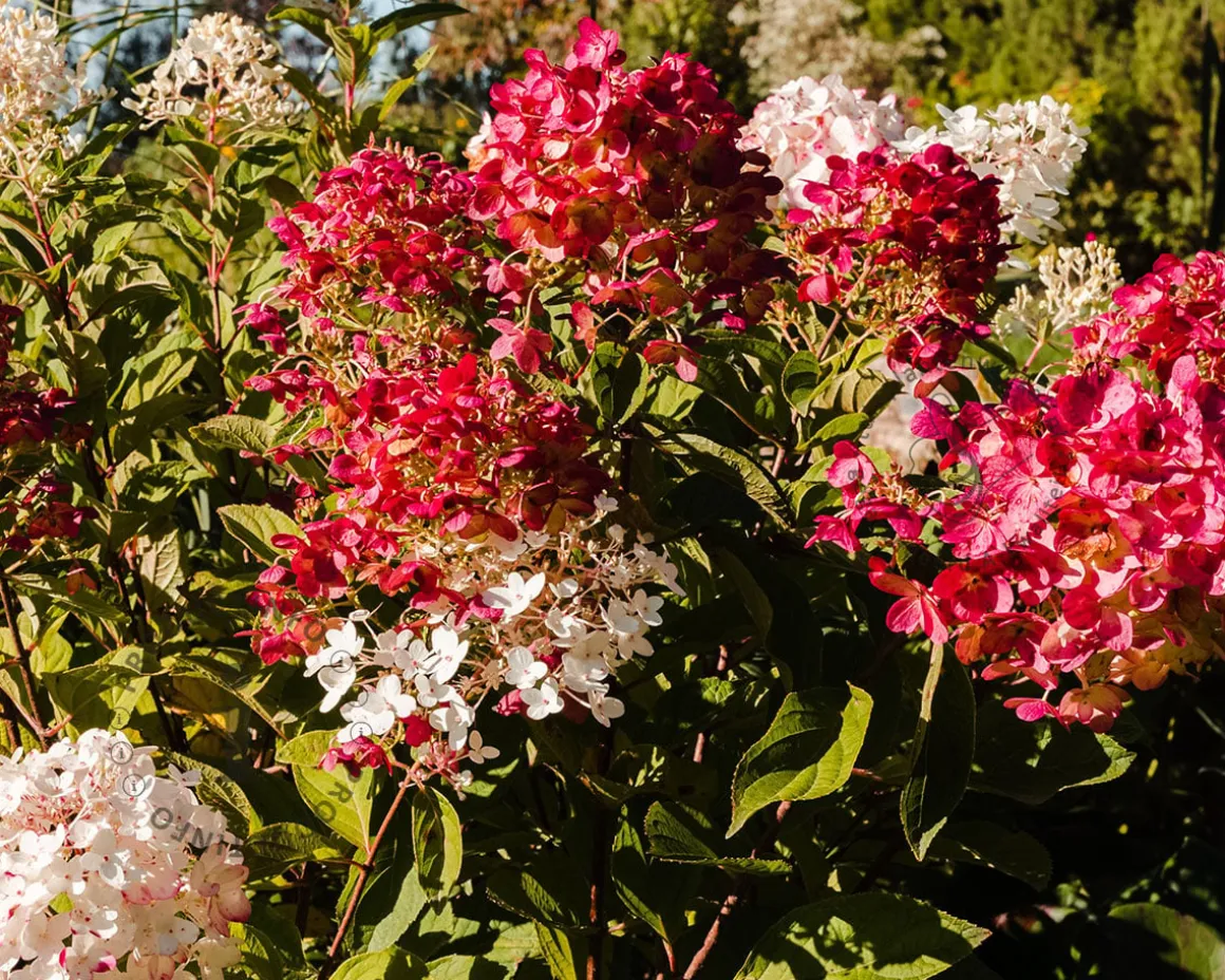 Hydrangea paniculata 'Little Lime Punch'
