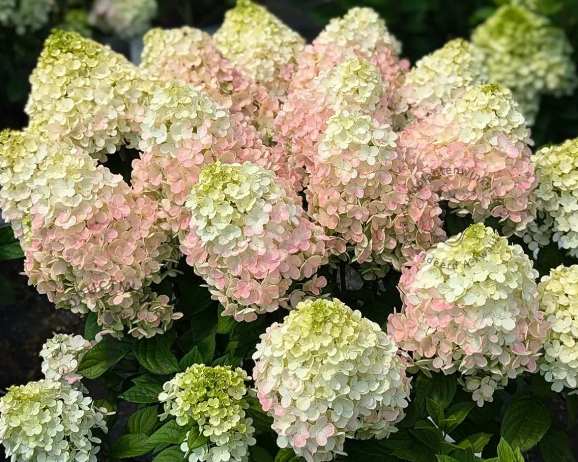 Hydrangea paniculata 'Little Lime Punch'