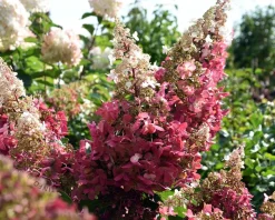 Hydrangea paniculata 'Pinky Winky' - op stam