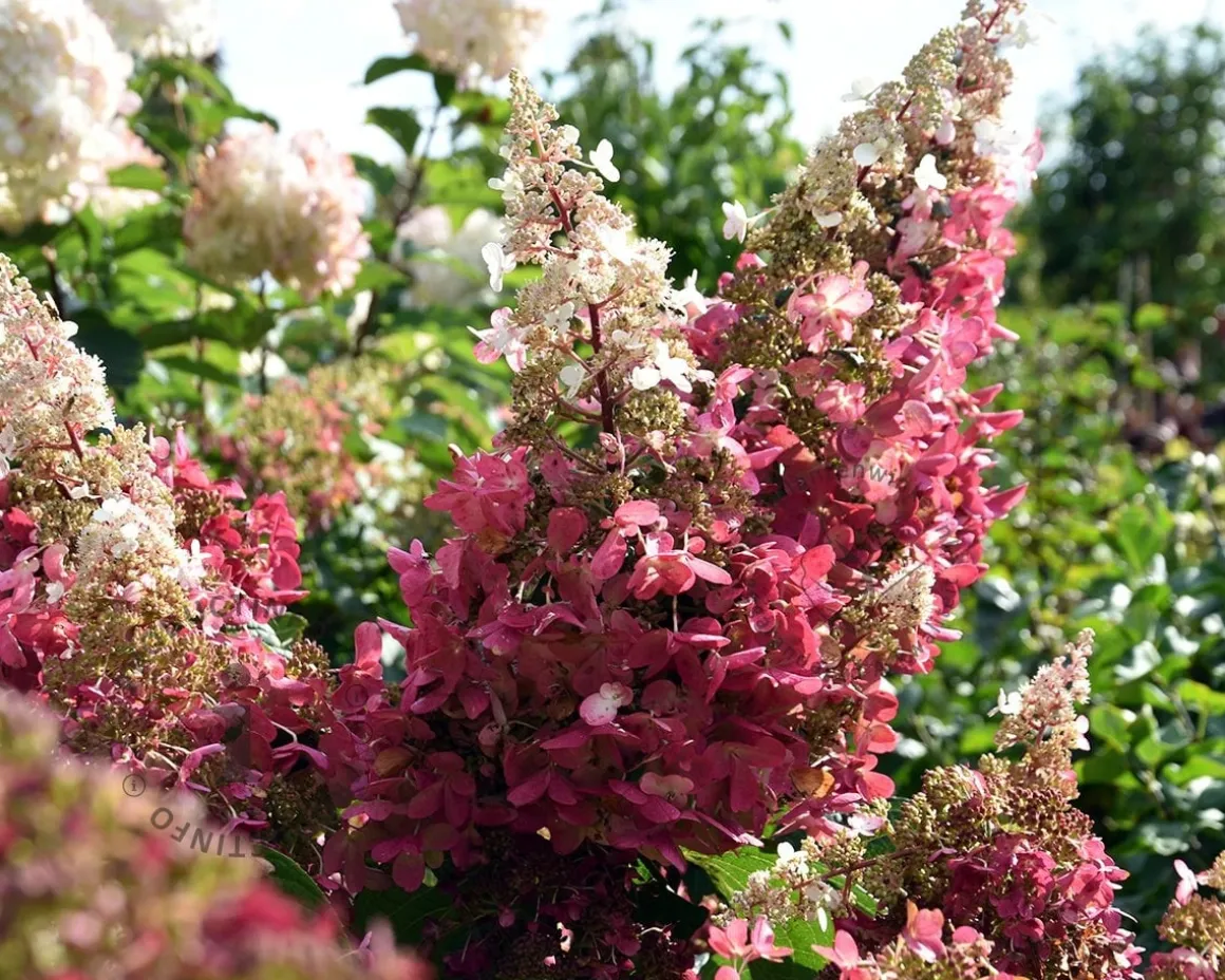 Hydrangea paniculata 'Pinky Winky' - op stam