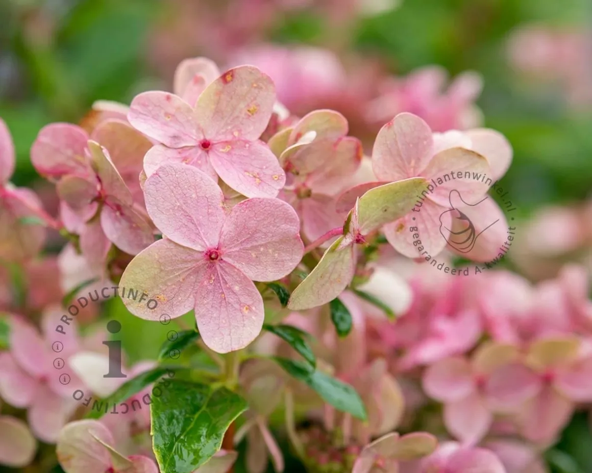 Hydrangea paniculata Switch 'Ophelia'