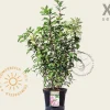 Hydrangea paniculata 'Vanille Fraise' - XL