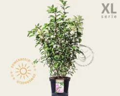 Hydrangea paniculata 'Vanille Fraise' - XL