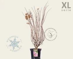 Hydrangea paniculata 'Vanille Fraise' - XL