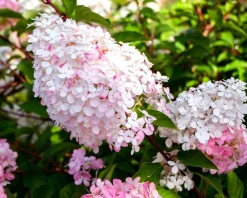 Hydrangea paniculata 'Vanille Fraise'