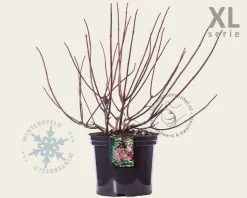 Hydrangea paniculata 'Wim's Red' - XL
