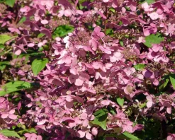Hydrangea paniculata 'Wim's Red' - XL