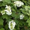 Hydrangea quercifolia