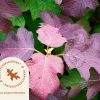Hydrangea quercifolia 'Burgundy'