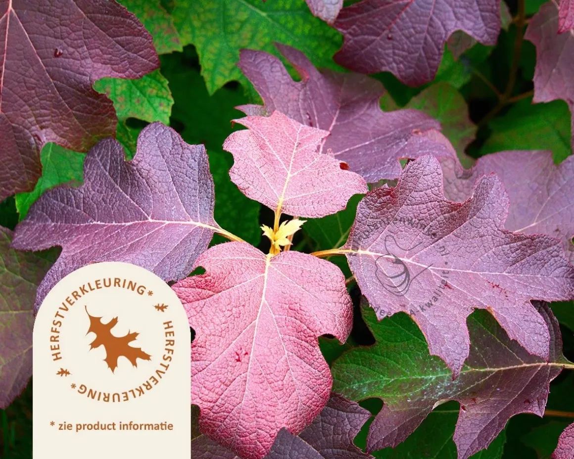 Hydrangea quercifolia 'Burgundy'