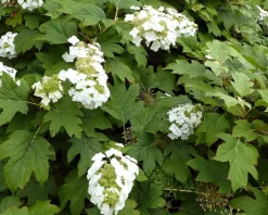 Hydrangea quercifolia 'Burgundy'