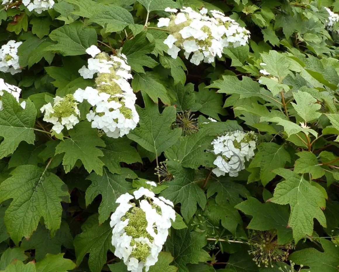 Hydrangea quercifolia 'Burgundy'