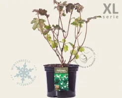 Hydrangea quercifolia 'Snowqueen' - XL