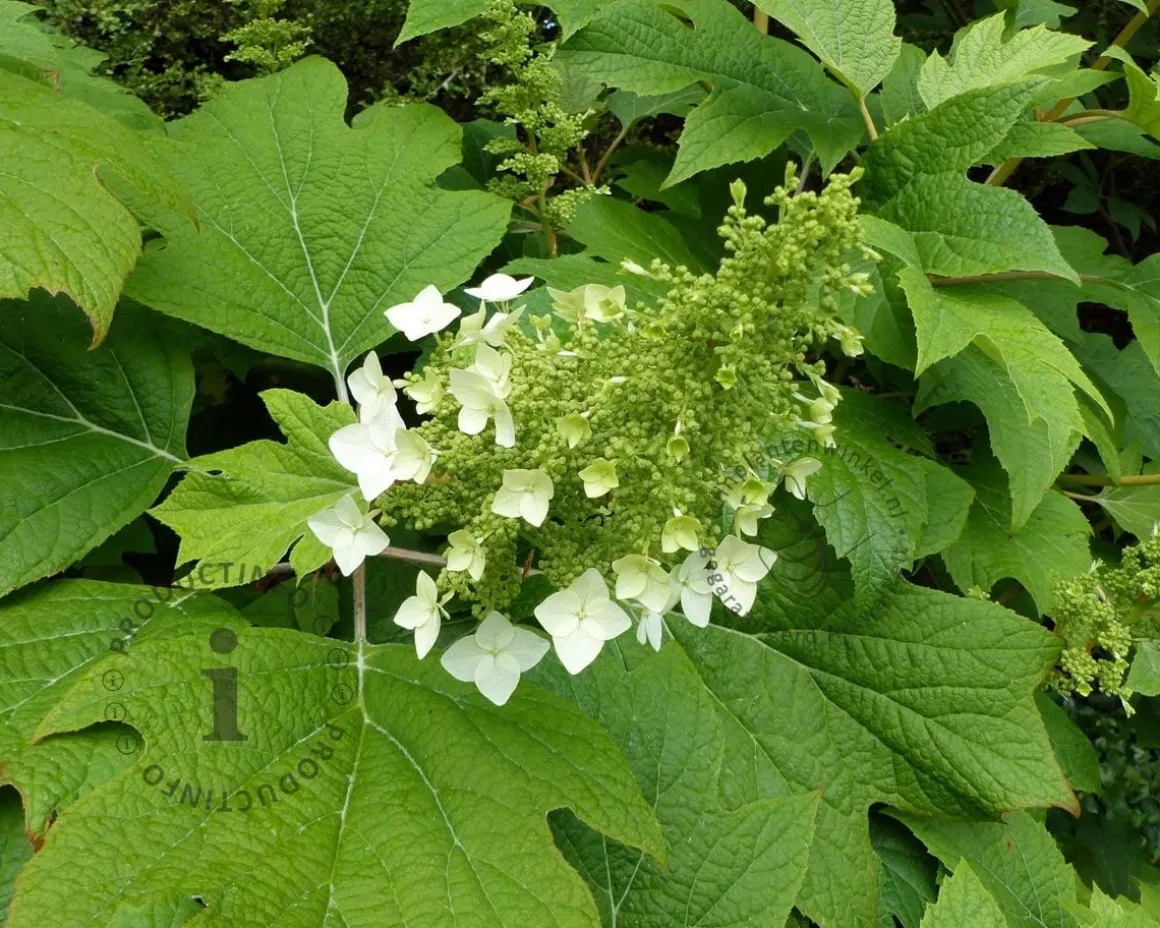 Hydrangea quercifolia 'Snowqueen' - XL