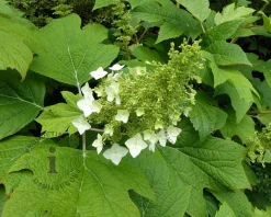 Hydrangea quercifolia 'Snowqueen'